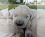 Small Photo #12 English Cream Golden Retriever Puppy For Sale in ELVERTA, CA, USA