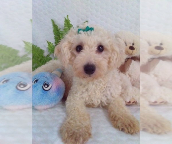 Medium Photo #1 Bichpoo Puppy For Sale in SUGARCREEK, OH, USA