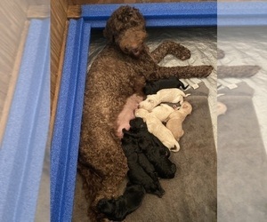 Mother of the Goldendoodle puppies born on 04/02/2021