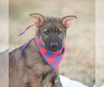 Small #12 German Shepherd Dog