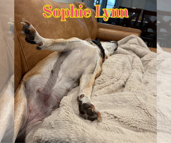 Medium Photo #50 Chiweenie Puppy For Sale in San Antonio, TX, USA