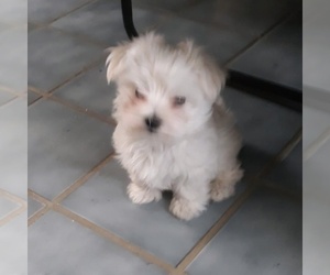 Maltese Puppy for sale in PLACITAS, NM, USA