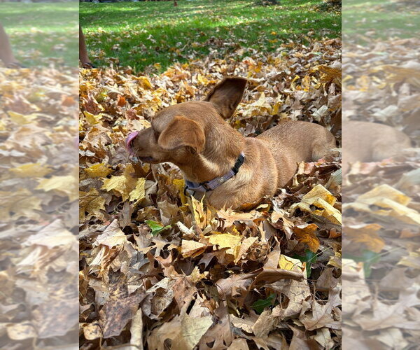 Medium Photo #4 Chihuahua-Unknown Mix Puppy For Sale in Andover, MN, USA