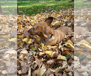 Astra - Female Chihuahua-Unknown Mix Dog for Adoption - Photo #4