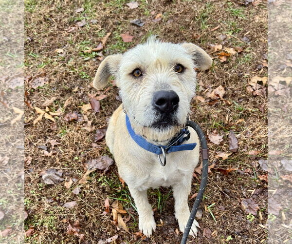 Medium Photo #1 Mutt Puppy For Sale in Sparta, TN, USA