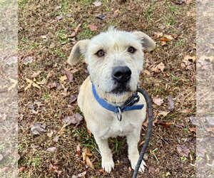 Mutt Dogs for adoption in Sparta, TN, USA