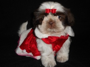 Shih Tzu Puppy for sale in DIXON, IL, USA
