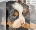 Small #2 Bernese Mountain Dog