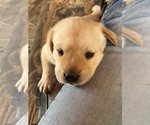 Small Photo #11 Labrador Retriever Puppy For Sale in HUDSON, CO, USA