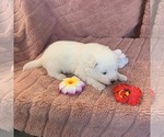 Small Photo #2 Samoyed Puppy For Sale in WASILLA, AK, USA