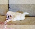 Small Photo #1 Pekingese Puppy For Sale in SMITHFIELD, NC, USA