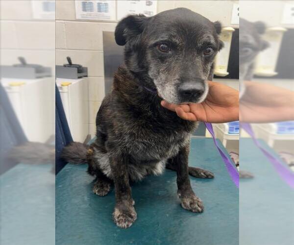 Medium Photo #1 Labrador Retriever-Unknown Mix Puppy For Sale in Mobile, AL, USA