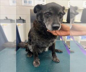 Labrador Retriever-Unknown Mix Dogs for adoption in Mobile, AL, USA