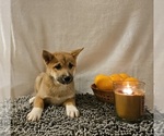 Small Photo #11 Shiba Inu Puppy For Sale in EDINA, MO, USA