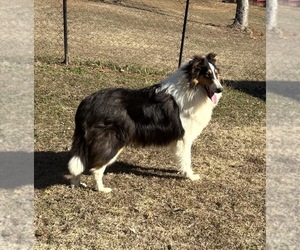 Father of the Collie puppies born on 06/13/2026