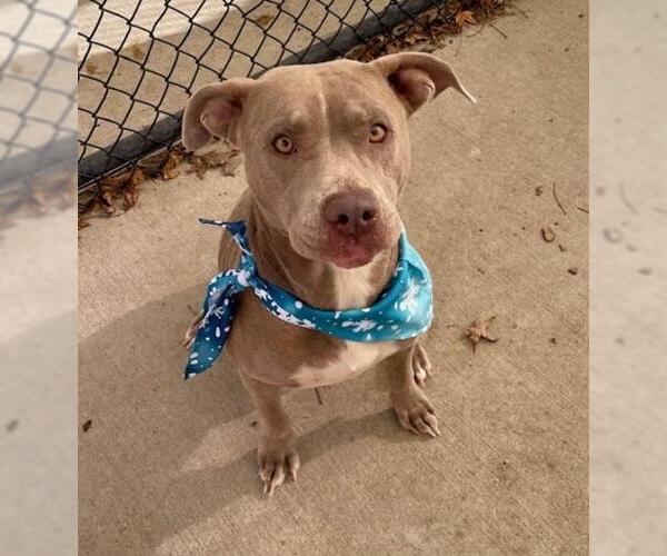 Medium Photo #1 Mutt Puppy For Sale in Tulsa, OK, USA