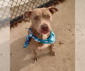 Mutt Dogs for adoption in Tulsa, OK, USA