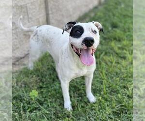 American Pit Bull Terrier-Unknown Mix Dogs for adoption in Modesto, CA, USA