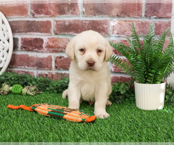 Medium Photo #4 Labrador Retriever Puppy For Sale in SYRACUSE, IN, USA