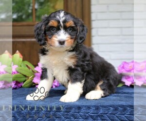 Bernedoodle (Miniature) Puppy for sale in NARVON, PA, USA