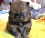 Small Photo #9 Pomeranian Puppy For Sale in MENIFEE, CA, USA