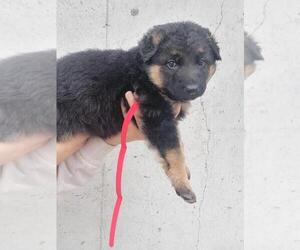 German Shepherd Dog Puppy for sale in JEFFERSON CITY, MO, USA