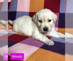 Small Photo #16 Golden Retriever Puppy For Sale in AIKEN, SC, USA