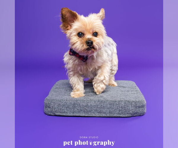 Medium Photo #5 Mutt Puppy For Sale in Fargo, ND, USA