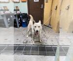 Small Siberian Husky