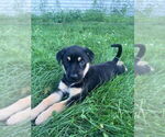 Small #1 Mutt