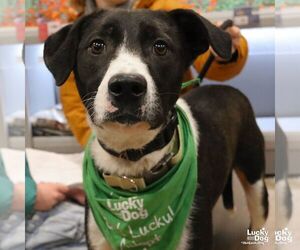 Borador Dogs for adoption in Washington, DC, USA