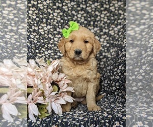 Golden Retriever Puppy for sale in OXFORD, PA, USA