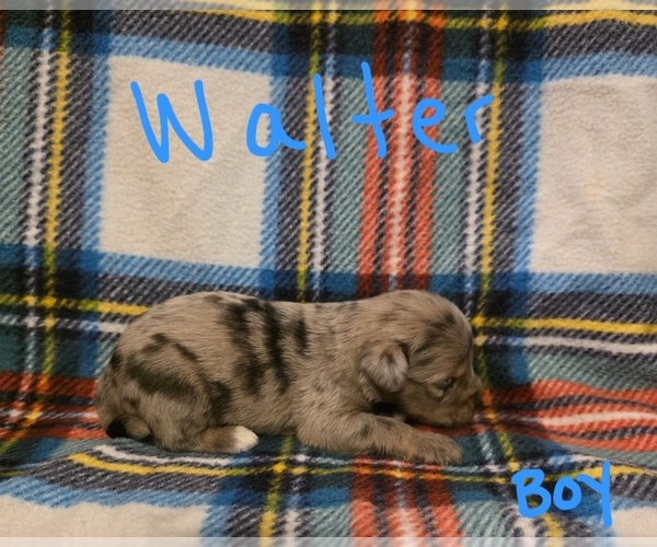 Medium Photo #20 Chizer Puppy For Sale in MONTEZUMA, GA, USA
