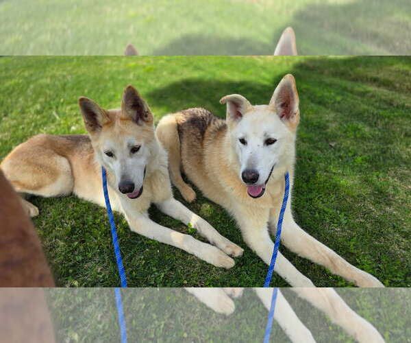 Medium Photo #5 Huskies -Unknown Mix Puppy For Sale in Newport Beach, CA, USA