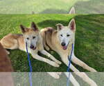 Small #4 Huskies  Mix