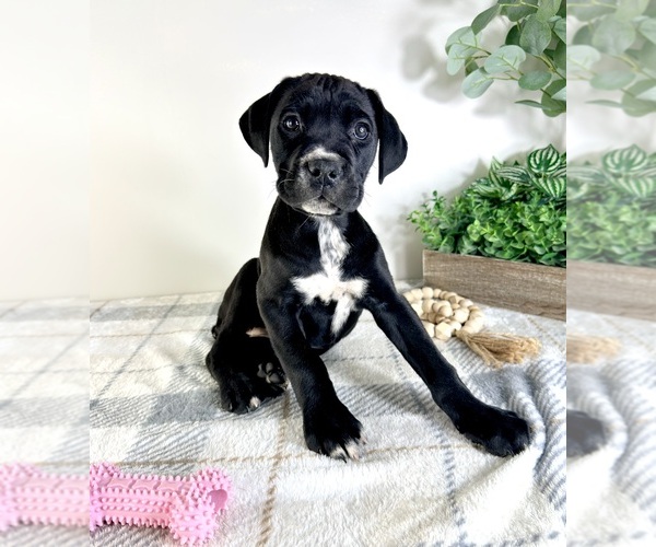Medium Photo #3 Cane Corso Puppy For Sale in GREENFIELD, IN, USA