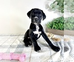 Small #2 Cane Corso