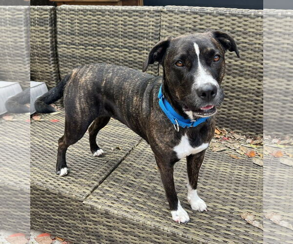 Medium Photo #1 Mutt Puppy For Sale in Royse City, TX, USA