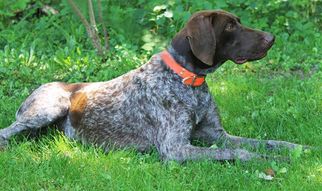 Mother of the German Shorthaired Pointer puppies born on 11/24/2016