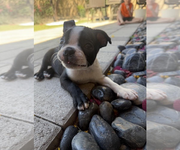 Medium Photo #1 Boston Terrier Puppy For Sale in GRAHAM, WA, USA