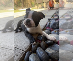 Boston Terrier Puppy for Sale in GRAHAM, Washington USA