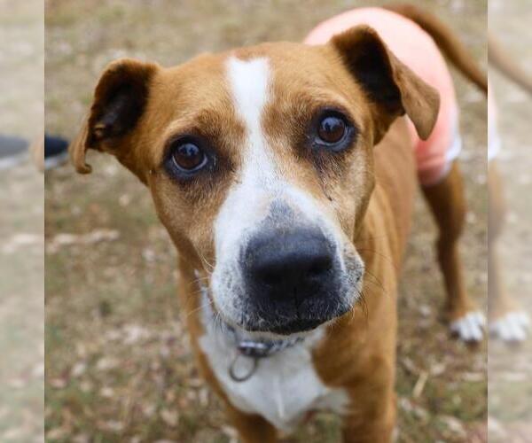 Medium Photo #1 American Staffordshire Terrier-Unknown Mix Puppy For Sale in San Antonio, TX, USA