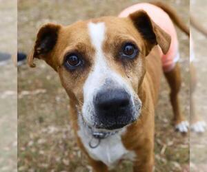 American Staffordshire Terrier-Unknown Mix Dogs for adoption in San Antonio, TX, USA