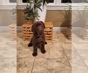 Labrador Retriever Puppy for sale in MILLERSBURG, OH, USA