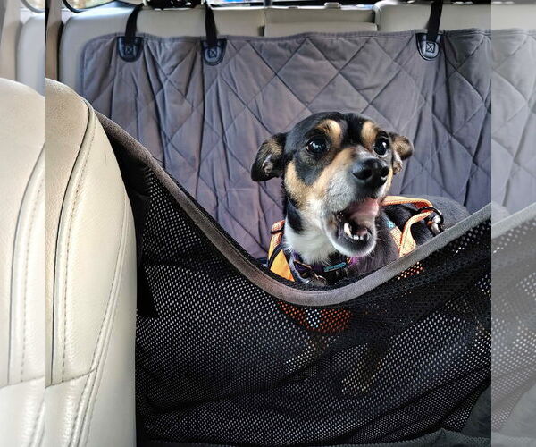 Medium Photo #2 Chiweenie Puppy For Sale in San Jose, CA, USA