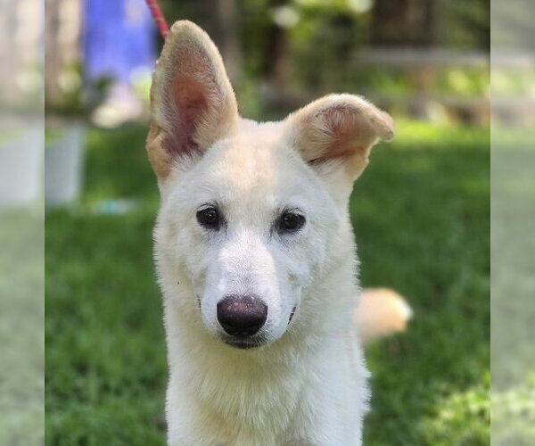 Medium Photo #1 Mutt Puppy For Sale in Yardley, PA, USA