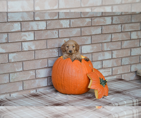 Medium Photo #5 Goldendoodle Puppy For Sale in SANTA CLARA, UT, USA