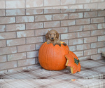 Small Photo #5 Goldendoodle Puppy For Sale in SANTA CLARA, UT, USA