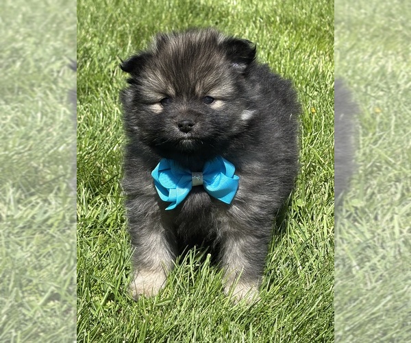 Medium Photo #7 Pomeranian Puppy For Sale in ROCK STREAM, NY, USA