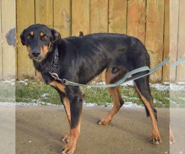 Medium Photo #2 Collie-Doberman Pinscher Mix Puppy For Sale in Huntley, IL, USA